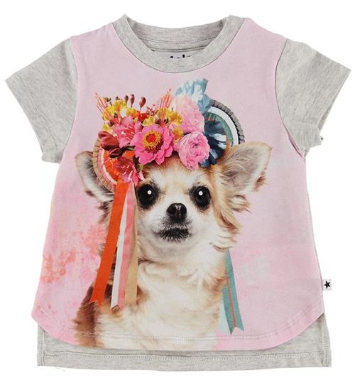 Se Molo Molo T-shirt - Erin - Chihuahua ved KidsWorld