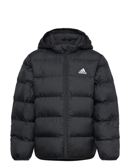 adidas Sportswear Lk Sd Jkt Adidas Sportswear Black