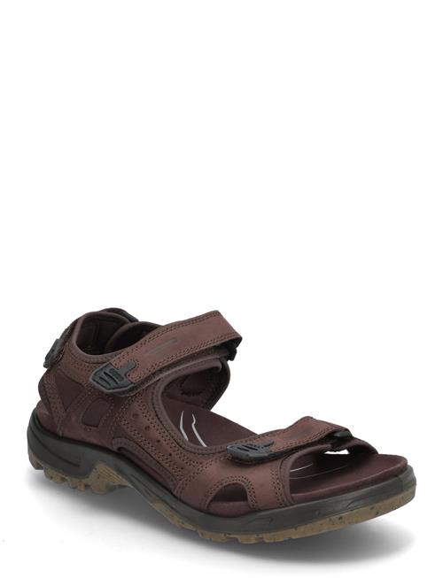 Offroad ECCO Brown