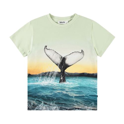 Molo Rame Short Sleeve T-Shirt Whale Tail 104cm  Blå  104 cm  mand