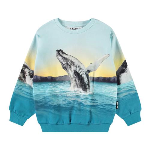 Molo Monti Sweatshirt Whale Jump 116 cm  Blå  116 cm  mand