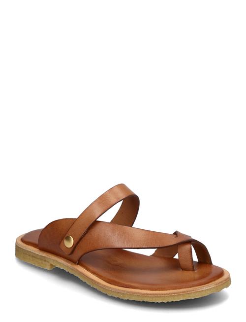 Trotter Billi Bi Brown