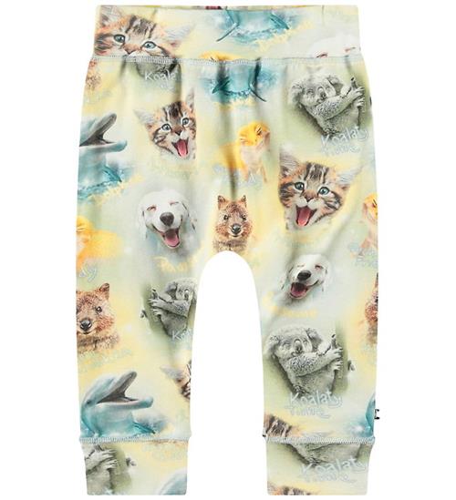 Molo Sweatpants - Sammy - Smiling Cubs