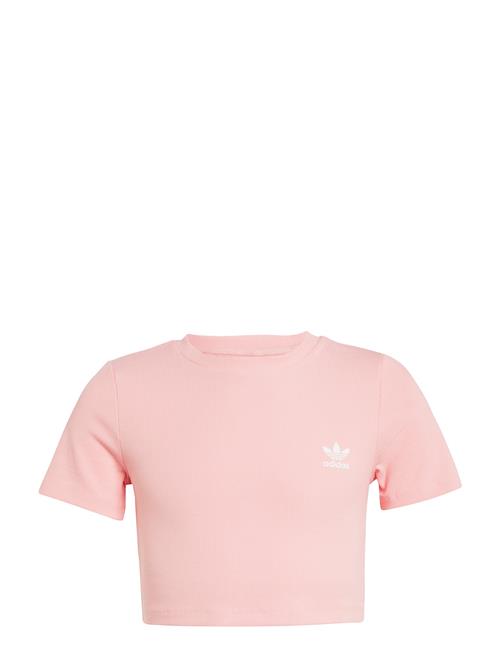 Rib Crop Tee Adidas Originals Pink