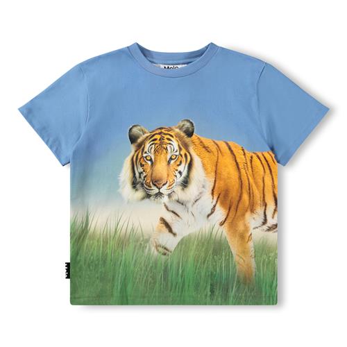 Molo GOTS Rubin T-shirt Tiger On Blue  Tiger on Blue 104 cm  Blå  104 cm  mand