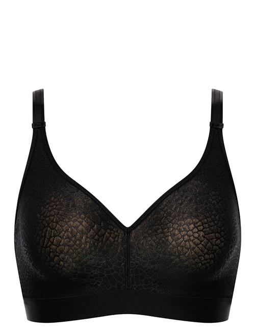 CHANTELLE | C Magnifique | E x 85