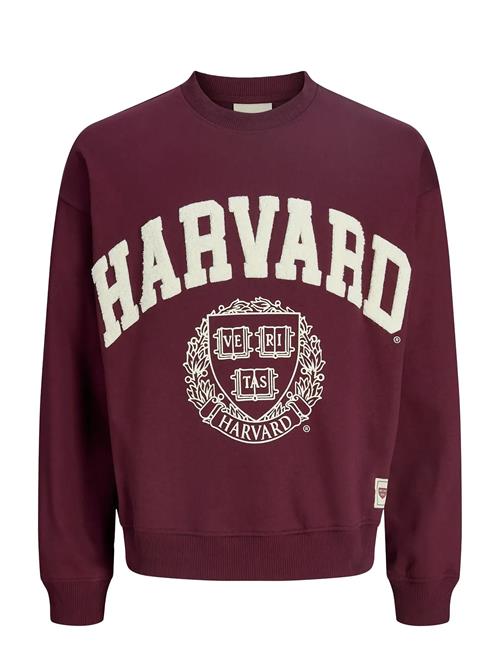 Jack & Jones | Jorharvard Sweat C.n Styd Ss25 | L