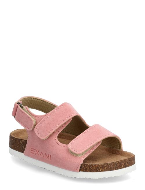 Exani | Spectra K | 25