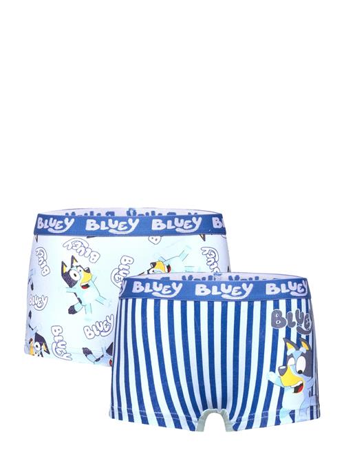 Bluey | Boxer | 98/104