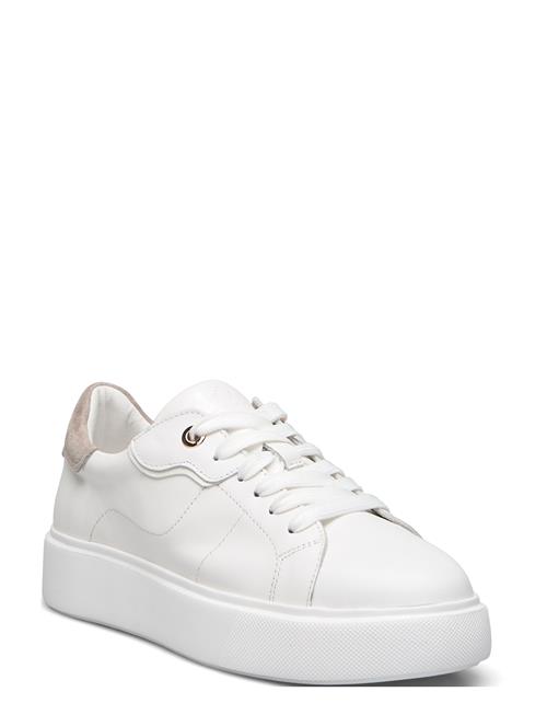 Dasia | Ardisia | 40