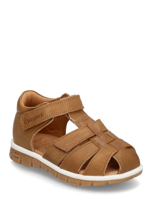 Bisgaard | Bisgaard Angus | 27
