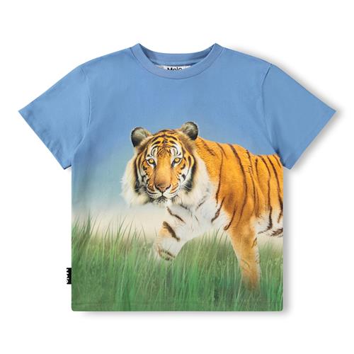 Molo GOTS Rubin T-shirt Tiger On Blue  Tiger on Blue 110 cm  Blå  110 cm  Drenge