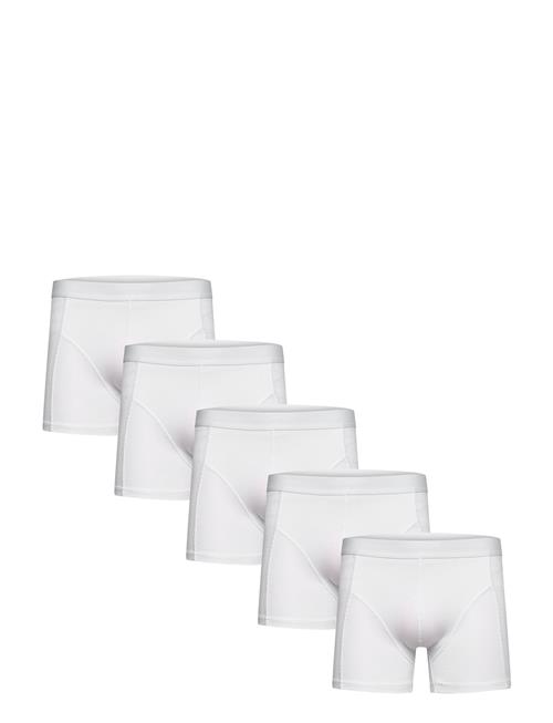 Shine Original | 5 Pack Tights | XL