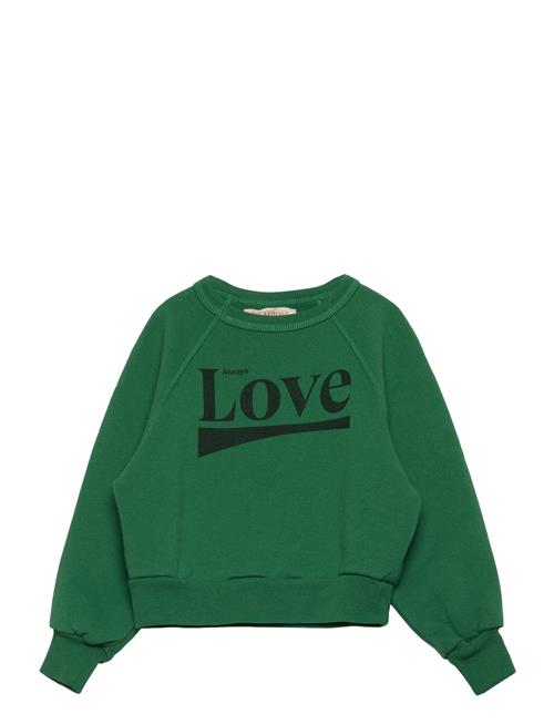 THE ANIMALS OBSERVATORY | Shark Kid Sweatshirt Green | 6 Y