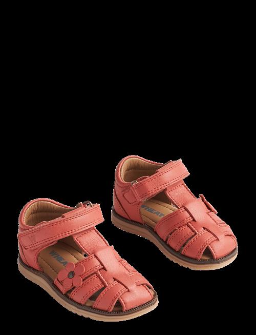 Wheat | Sandal Sky Flower | 19