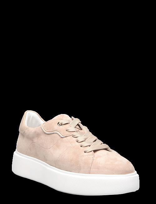 Dasia | Ardisia | 40